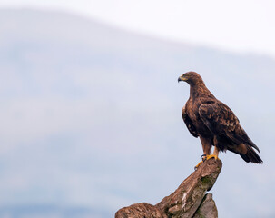 A majestic golden eagle in Spain.