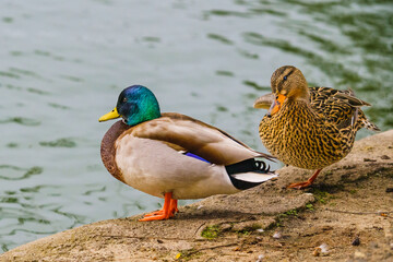 Mallard ducks (Anas platyrhynchos). Close-up portraits of a male and female wild ducks standing on the beach, close to the pond, green water in the background