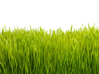 Fototapeta premium Nature, field and grass on a white background for landscape, meadow and park for growth. Agriculture, sustainability and isolated plants for gardening in environment, ecosystem and ecology in studio