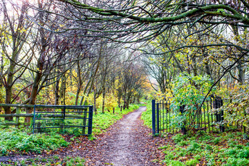A wooden rustic gate and fence open onto a muddy path leading through wintry woods and bare overhanging branches