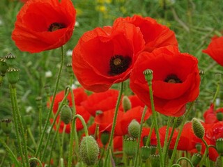 COQUELICOTS