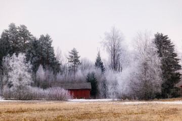 Farm landscape in Sweden with frosty tree in spring - 757363249