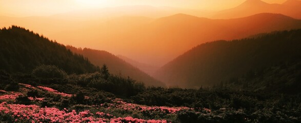 flowering pink rhododendron flowers, amazing summer panoramic nature scenery. 