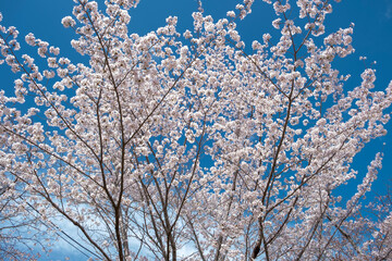 Kyoto, Japan, Asia