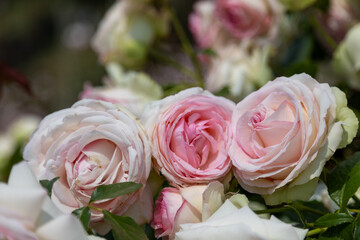 Blossoms of the shrub rose Eden Rose 85 in full bloom in white, pink and light green