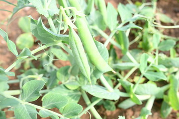Green pea pod in the plants. There is a lot of vitamins  and Minerals in it. The pea is most commonly the small spherical seed or the seed. Popular vegetable of all over world. vegetable garden.