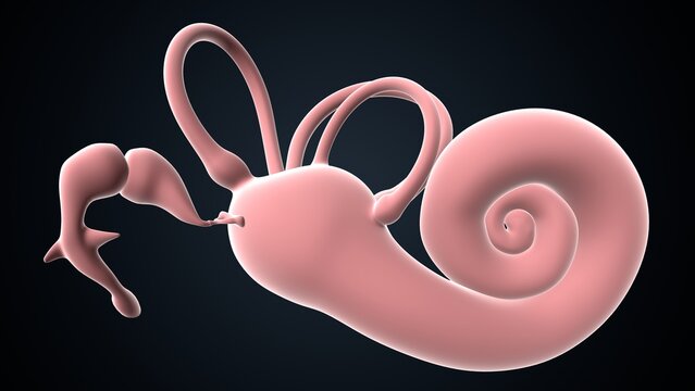 human ear drum and cochlea anatomy. 3d render