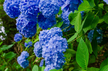夏の訪れを告げるアジサイ