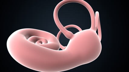 human ear drum and cochlea anatomy. 3d render