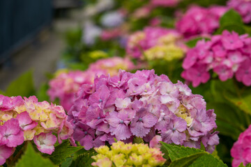 初夏の夏の風情、アジサイ