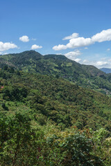 Fototapeta premium Landscape with trees and clouds