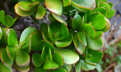 Crassula ovata (Jade Plant,Money Plant,Friendship Tree) succulent plant in a tropical garden.Selective focus.  © svf74