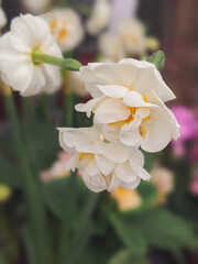 Obraz na płótnie Canvas Daffodil Narcissus Bridal Crown flowers growing in the garden