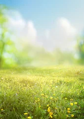 Fotobehang Beautiful blurred spring background nature with blooming glade chamomile, trees and blue sky on a sunny day. © Laura Pashkevich