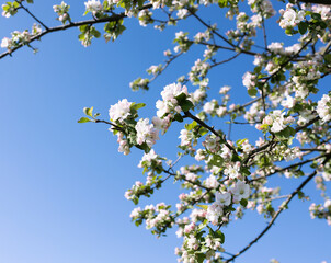 flowers on the branches of a blooming apple tree against the blue sky. Spring season. Sunny weather, be inspired by the beauty of nature
