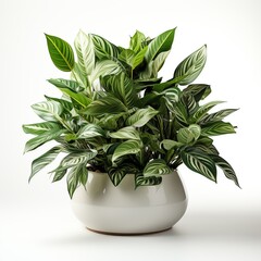 A potted plant with green leaves and white stripes sits in a white ceramic pot - 757370647
