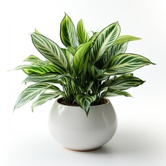 A plant in a white pot with green leaves and white stripes