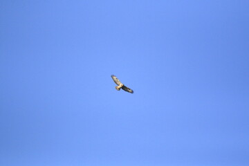 M&auml;usebussard (Buteo buteo)