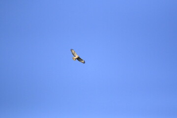 Mäusebussard (Buteo buteo)