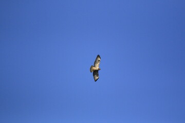 Mäusebussard (Buteo buteo)