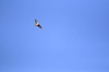 Mäusebussard (Buteo buteo)