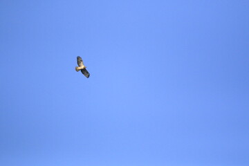 M&auml;usebussard (Buteo buteo)