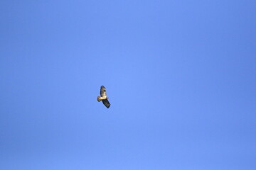 M&auml;usebussard (Buteo buteo)