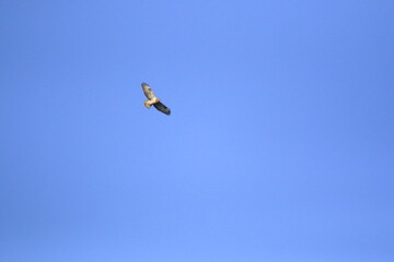 Mäusebussard (Buteo buteo)