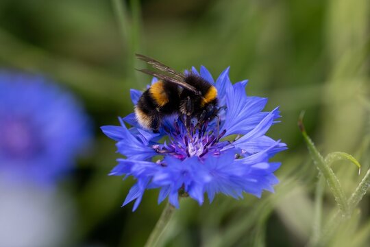 buff tailed bumble bee collecting pollen from bright blue flower of the cornflower also known as bachelor's button