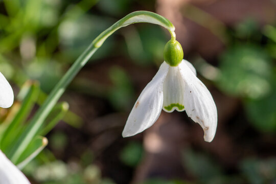close up of White bell shaped flowers of Snowdrop Galanthus nivalis