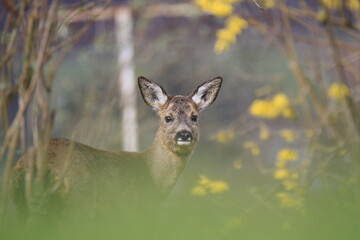 Reh (Capreolus capreolus)