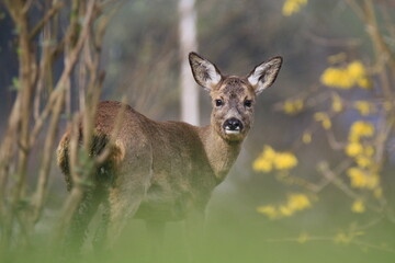 Reh (Capreolus capreolus)