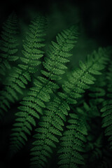 Green Fern Leaf in Detail