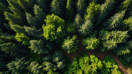 Green forest from a drone's perspective showcases carbon capture, supporting the notion of net zero emissions.