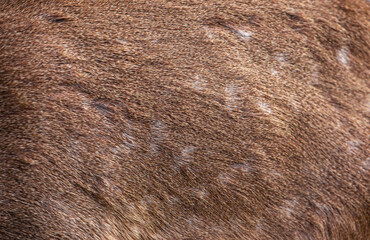 Sika deer fur close up. Red animal fur background, fur texture. Dappled deer.