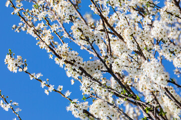 FIori di cilieggio in primavera