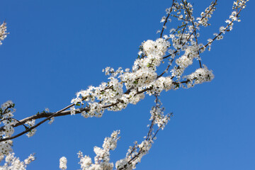 FIori di cilieggio in primavera