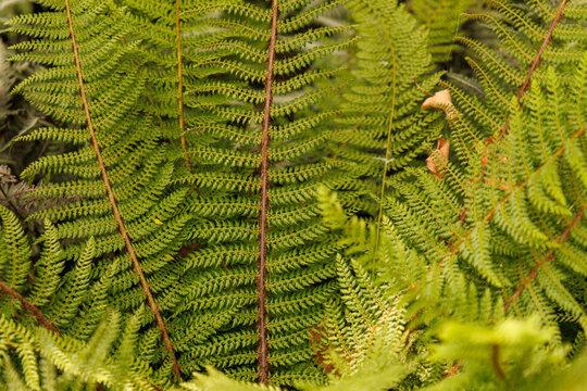 Filigran-Farn - Polystichum setiferum 'Herrenhausen'