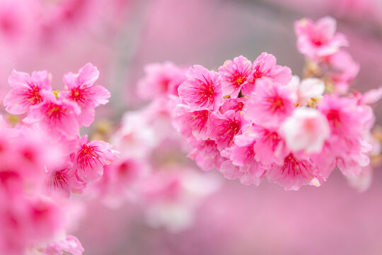 Pink sakura flower on the tree