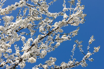 FIori di cilieggio in primavera