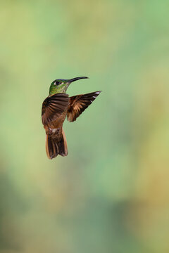 Stunning Faun-breasted Brilliant Hummingbird in flight against a green background