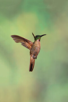 Stunning Faun-breasted Brilliant Hummingbird in flight against a green background