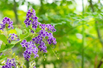 purple duranta flowers golden dewdrop sway in the wind on a green background