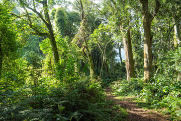 Sonnendurchfluteter tropischer Waldweg mit hohen Bäumen