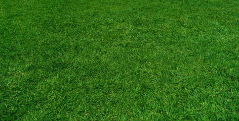 Green grass field background - 757378281
