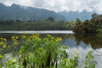 Bergsee mit Spiegelung und gelben Blüten in den Rwenzori Mountains, Lake Mahoma