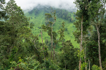 Blick aus einem tropischen Regenwald auf einen wolkenverhangenen Berggipfel