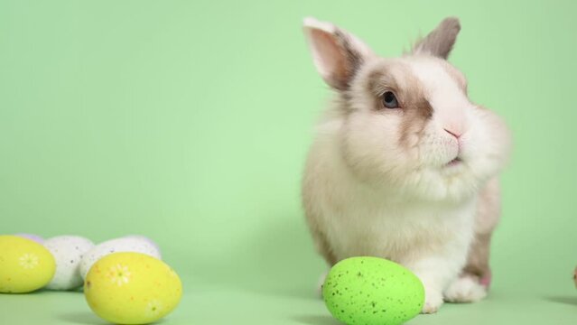 Easter Bunny on a green background with colorful painted eggs.