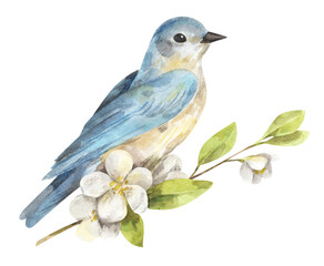 Watercolor bluebird sitting on the branch with flowers. Hand-drawn spring illustration of bird for greeting card isolated on white background 