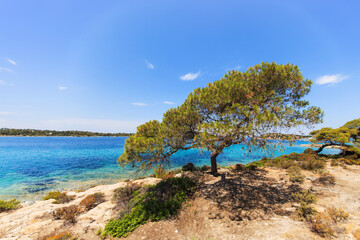 Fototapeta na wymiar A picturesque coastal scene in Greece featuring a lush pine tree overlooking the turquoise sea.